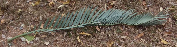 Encephalartos nubimontanus | PlantZAfrica